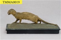 Crab-eating Mongoose Collection Image, Figure 7, Total 13 Figures